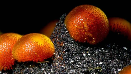 10 ảnh chụp cận cảnh đẹp nhất năm 2012 ảnh 6