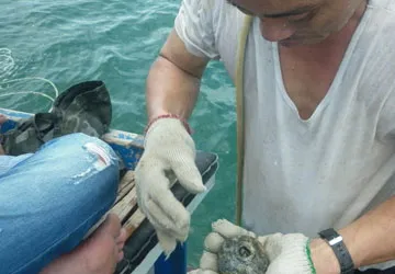 Trục vớt cổ vật, coi chừng bị tội ảnh 1 Trục vớt cổ vật, coi chừng bị tội ảnh 1