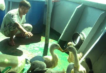 Cuộc sống “tự cấp, tự túc” ngoài khơi ảnh 4 Cuộc sống “tự cấp, tự túc” ngoài khơi ảnh 4