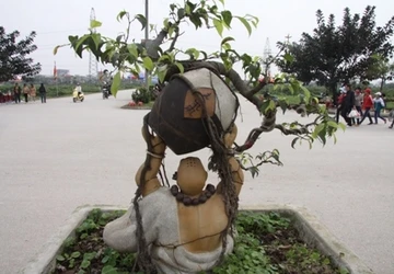 Vỡ trận “siêu cây triệu đô”, đại gia đi nuôi vịt ảnh 1