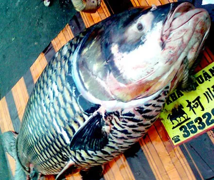 Con cá hô “khủng” có giá hơn 200 triệu đồng ảnh 1 Con cá hô “khủng” có giá hơn 200 triệu đồng ảnh 1