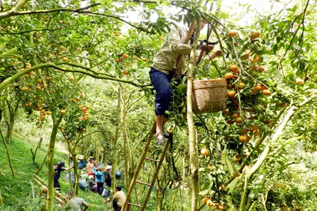 Quýt hồng núi Cấm trúng giá, nhà vườn ăn tết lớn ảnh 5 Quýt hồng núi Cấm trúng giá, nhà vườn ăn tết lớn ảnh 5