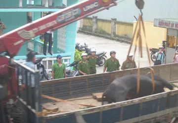 Bắn hạ con bò tót đi lạc ở sân bay Phú Bài ảnh 1