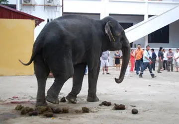 Voi giẫm chết người, chủ voi phải chịu tội? ảnh 1