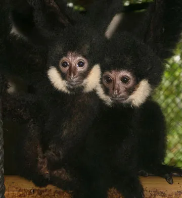 Tiếng kêu cứu ở Phong Nha-Kẻ Bàng ảnh 2