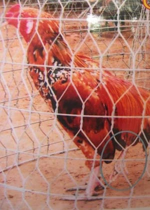 Săn tìm gà nhiều chân để mua ảnh 2