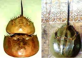 3 người ngộ độc vì ăn nhầm so biển ảnh 1