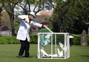 Dịch cúm H7N9 thập thò ở biên giới Việt-Trung ảnh 1