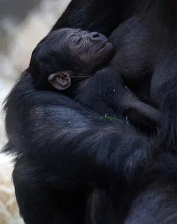 Ảnh động vật trong tuần ảnh 3 Ảnh động vật trong tuần ảnh 3