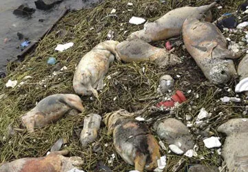 Trung Quốc đối mặt với đại nạn ô nhiễm ảnh 1 Trung Quốc đối mặt với đại nạn ô nhiễm ảnh 1