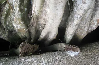 Ngắm cây sanh "có 1 không 2" hàng chục tỷ ảnh 7