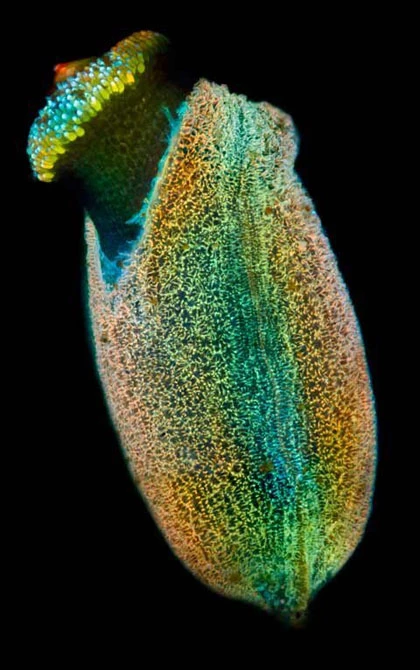 Những bức ảnh tuyệt đẹp về thế giới siêu nhỏ ảnh 6