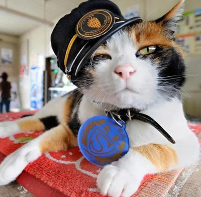 Những chuyện lý thú về mèo ảnh 6 Những chuyện lý thú về mèo ảnh 6