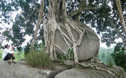 Ngắm cây sanh "có 1 không 2" hàng chục tỷ ảnh 12