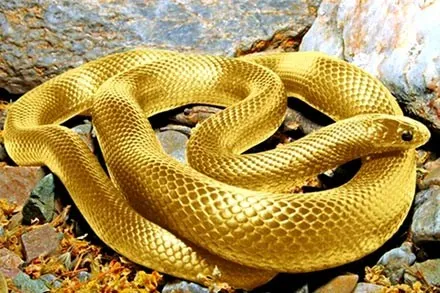 Thầy phong thủy dự đoán năm Quý Tỵ 2013 ảnh 1 Thầy phong thủy dự đoán năm Quý Tỵ 2013 ảnh 1