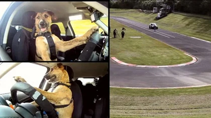 Chó lái xe trên đường đua ảnh 1