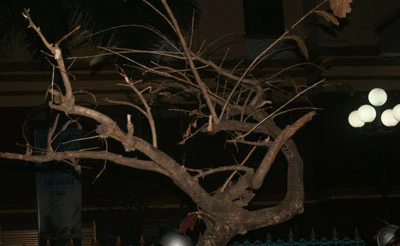 Bao giờ mới hồi sinh? (ảnh: H.Ngân) Bao giờ mới hồi sinh? (ảnh: H.Ngân)