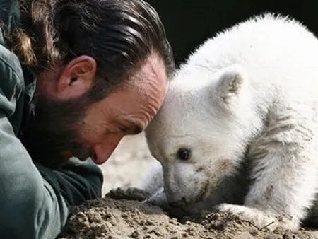 Gấu Knut chết vì áp lực nổi tiếng? ảnh 6