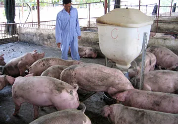 Đối phó với dịch heo tai xanh - Bài 1: Nguy cơ thiệt hại lớn về kinh tế ảnh 1