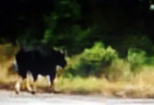 Hủy toàn bộ chuyến bay đến Phú Bài vì “bò tót" ảnh 1