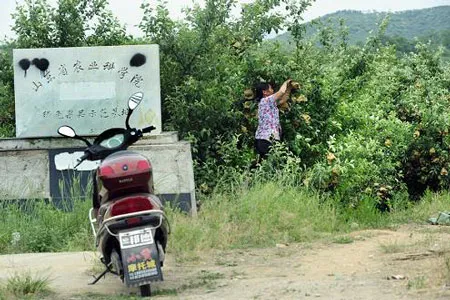 Đột nhập “công nghệ” trồng táo đẹp và độc của Trung Quốc ảnh 5 Đột nhập “công nghệ” trồng táo đẹp và độc của Trung Quốc ảnh 5