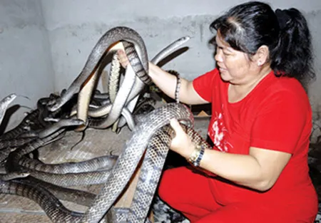 Mưu sinh nhờ hổ hèo ảnh 1 Mưu sinh nhờ hổ hèo ảnh 1