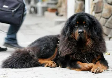 Nuôi “chó thần” Tây Tạng ảnh 1 Nuôi “chó thần” Tây Tạng ảnh 1