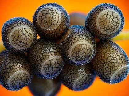 Những bức ảnh tuyệt đẹp về thế giới siêu nhỏ ảnh 3