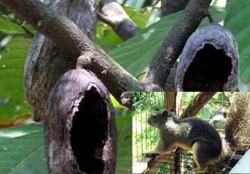 Giăng dây diệt sóc phá hoại hoa màu ảnh 1