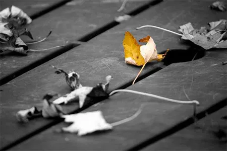 10 ảnh màu cục bộ ấn tượng được tạo từ ứng dụng iPhone ảnh 11 10 ảnh màu cục bộ ấn tượng được tạo từ ứng dụng iPhone ảnh 11