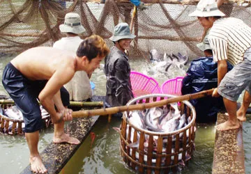 Đưa cá tra thành hàng công nghiệp ảnh 1 Đưa cá tra thành hàng công nghiệp ảnh 1