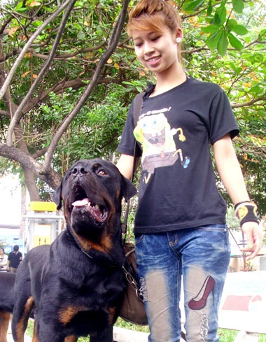 Thi "hoa hậu chó" ảnh 3 Thi "hoa hậu chó" ảnh 3