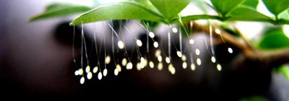 Cụ bà mua trúng chậu kiểng nở ra “loài hoa 3.000 năm” ảnh 1