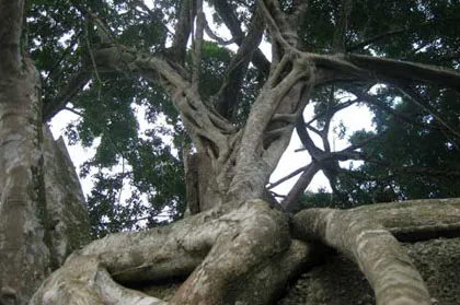 Ngắm cây sanh "có 1 không 2" hàng chục tỷ ảnh 9