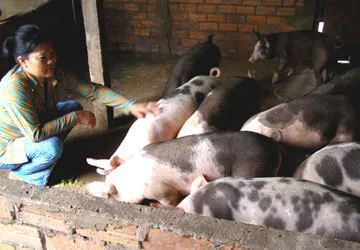 Thương lái ép giá mua heo sạch ảnh 1