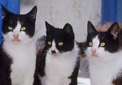 Tỷ phú Trung Quốc chết vì ăn lẩu mèo ảnh 1 Tỷ phú Trung Quốc chết vì ăn lẩu mèo ảnh 1