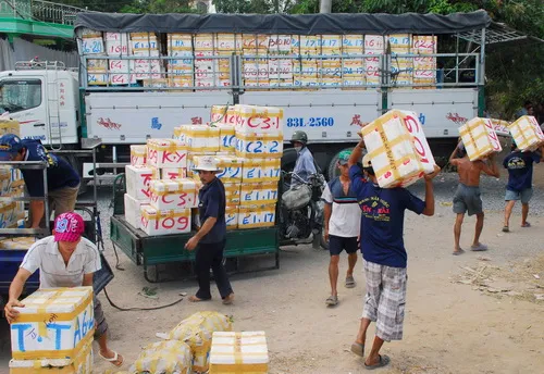 Quýt hồng được giá, tết vui hơn ảnh 6