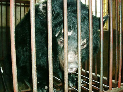 "Phản đối" hút mật, gấu mẹ giết con rồi tự sát ảnh 2