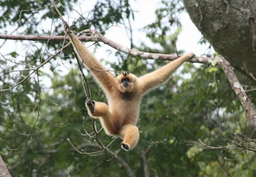 Cứu hộ động vật hoang dã - Bài 2: Thiên đường của linh trưởng ảnh 3 Cứu hộ động vật hoang dã - Bài 2: Thiên đường của linh trưởng ảnh 3