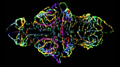 10 ảnh chụp cận cảnh đẹp nhất năm 2012 ảnh 10