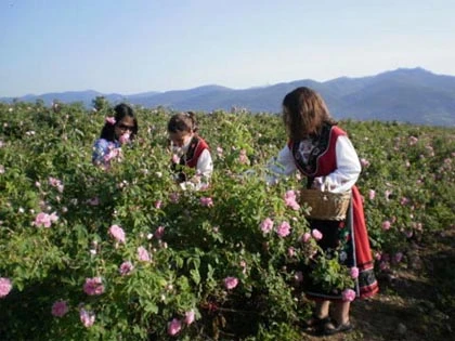 Lễ hội hoa hồng tại Bulgaria ảnh 1