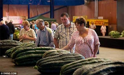 Những loại rau quả khổng lồ chưa từng thấy ảnh 6