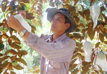 Hiểm họa từ xịt thuốc cho trái cây ảnh 1