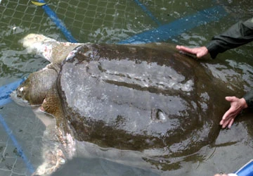 Bắt đầu chữa trị rùa Hồ Gươm ảnh 1