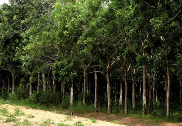 Bán rừng ngân sách thấp hơn giá thành ảnh 1