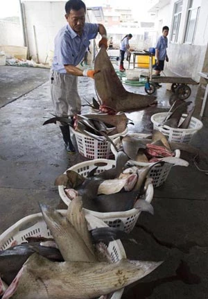 Trung Quốc cấm quan chức chiêu đãi vi cá mập ảnh 1