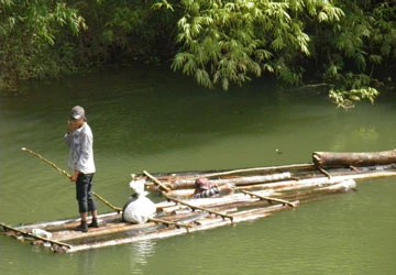 “Thông quan” gỗ lậu ảnh 2