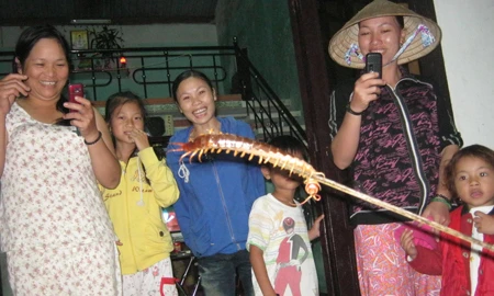 Con rết “khổng lồ” nằm dưới kệ ti vi ảnh 2