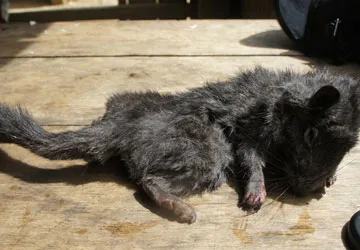 Tiếng kêu cứu ở Phong Nha-Kẻ Bàng ảnh 3