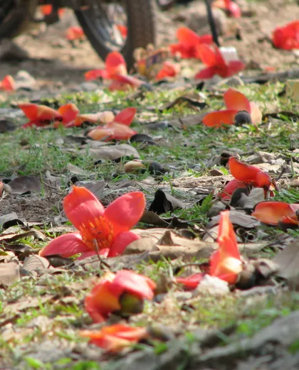 Tháng Ba, hoa gạo khoe sắc ảnh 9 Tháng Ba, hoa gạo khoe sắc ảnh 9